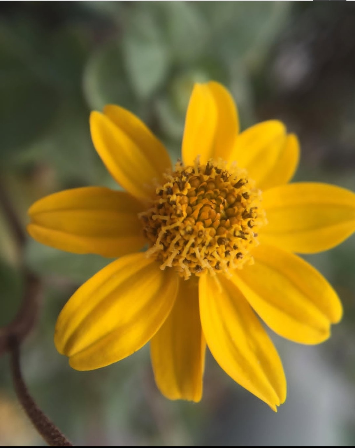 Fotografía botánica de una flor amarilla compartida por Raíz de Oro
